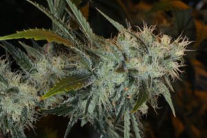 Chemdawg