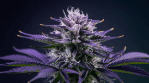 The Complete Chemdawg Strain Review: Effects, Flavors & Medical Benefits