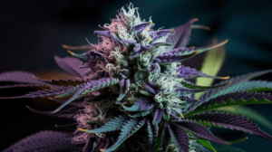 Why Chemdawg is Perfect for Social Settings