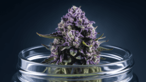 Chemdawg Growing Tips: Indoor vs Outdoor Cultivation Guide