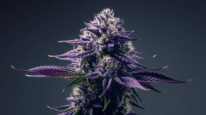 Best Time to Harvest Chemdawg: Signs of Peak Potency