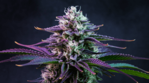 Best Time to Harvest Chemdawg: Signs of Peak Potency