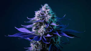 The Complete Chemdawg Strain Review: Effects, Flavors & Medical Benefits