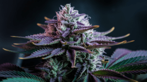 Chemdawg Growing Tips: Indoor vs Outdoor Cultivation Guide