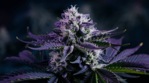 Cooking with Chemdawg: Edible Recipes and Dosing Guide