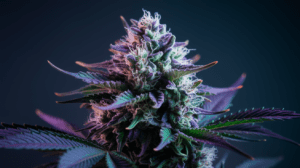 Chemdawg Genetics: Parent Strains and Lineage History