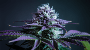 Chemdawg Genetics: Parent Strains and Lineage History