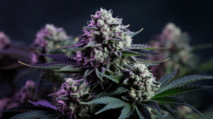 Growing Chemdawg in Cold Climates: Tips for Success