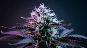 Chemdawg Growing Tips: Indoor vs Outdoor Cultivation Guide