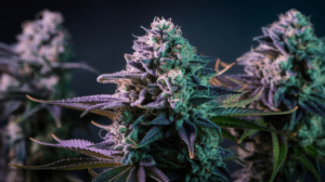 The Complete Chemdawg Strain Review: Effects, Flavors & Medical Benefits