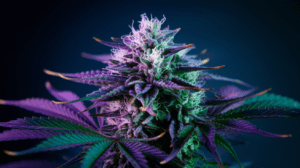 Chemdawg vs Similar Strains: A Comparison Guide